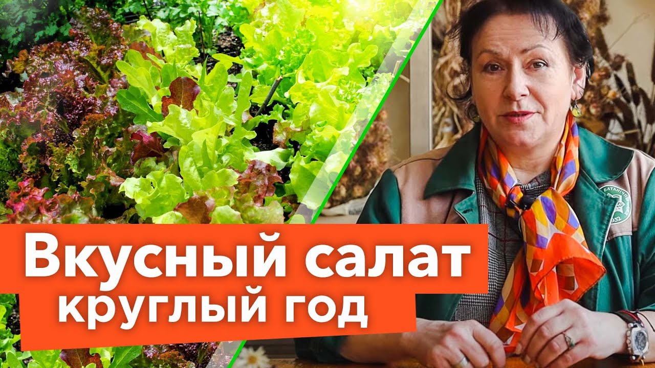 ВСЁ, ЧТО ВЫ ХОТЕЛИ ЗНАТЬ О САЛАТЕ И ДАЖЕ БОЛЬШЕ! Восхитительные сорта и секреты выращивания салата ВСЁ, ЧТО ВЫ ХОТЕЛИ ЗНАТЬ О САЛАТЕ И ДАЖЕ БОЛЬШЕ! Восхитительные сорта и секреты выращивания салата