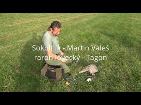 Tagon - další dny výcviku, kříženec raroha loveckého a raroha velkého.