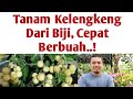 Lengkap..! Cara menanam kelengkeng agar cepat berbuah, cara Pemupukan kelengkeng Agar cepat Berbuah,