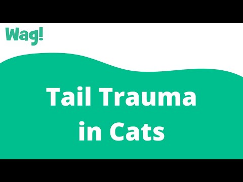 Tail Trauma in Cats | Wag!