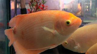 Albino giant gourami fish