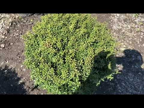 #TreeTipTuesday - Ilex Crenata 'Soft Touch'