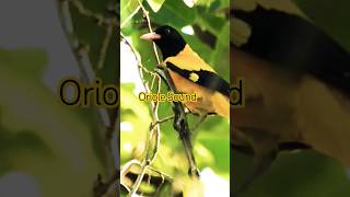 Download lagu Suara Burung Kuning - Panggilan Burung Oriole Berkerudung Hitam mp3