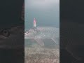 Video Thumbnail for Ice Fishing Huge Northern Pike On Fish Camera