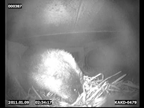 Otter sneezing in holt