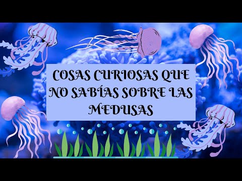 💦DATOS CURIOSOS que no sabías sobre las MEDUSAS💦