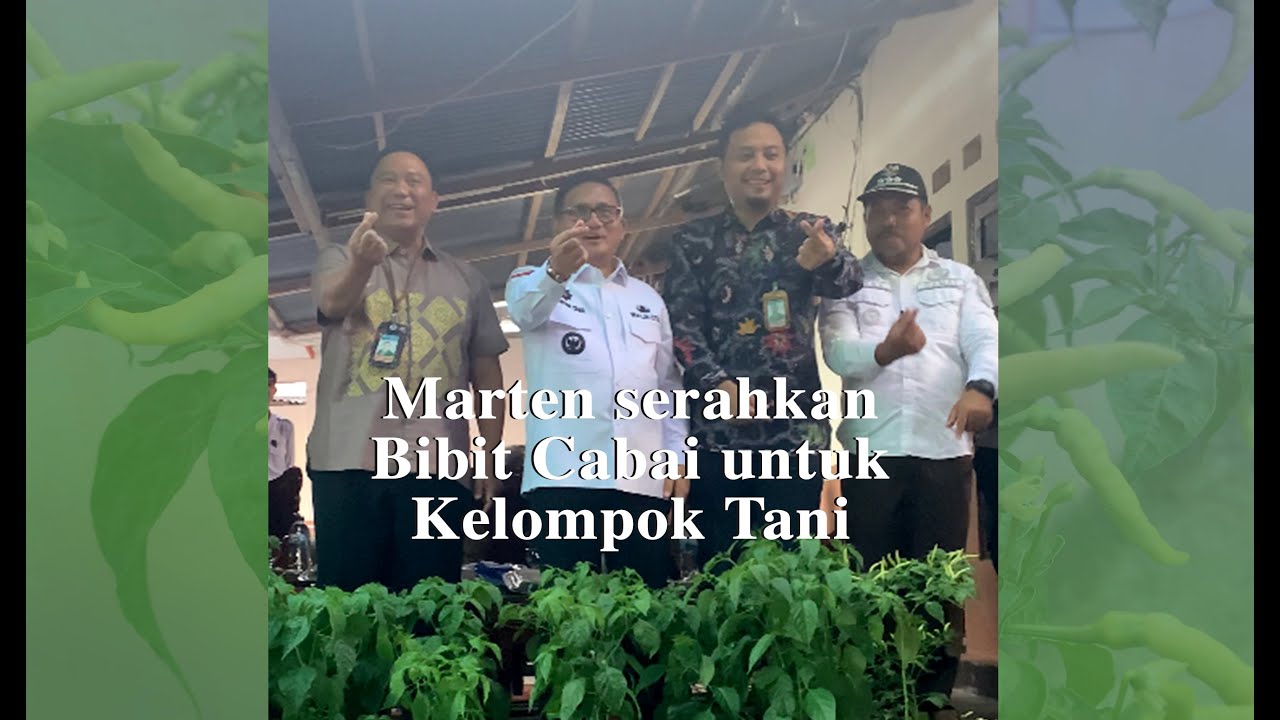 Marten Taha Serahkan Bantuan Bibit Rica Program "MATAHARI" 