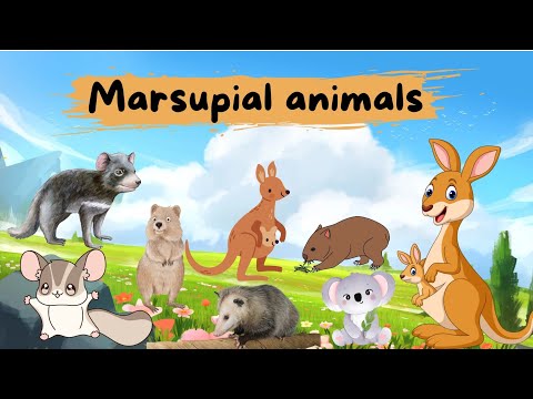 marsupial animals | pouch animals | marsupial animals for kids | marsupial animals kids education |