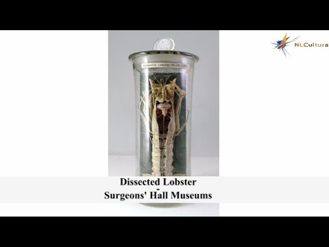 Dissected Lobster at The Surgeons' Hall Museums