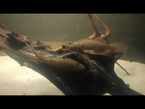 Black Spotted Gudgeons fighting 1