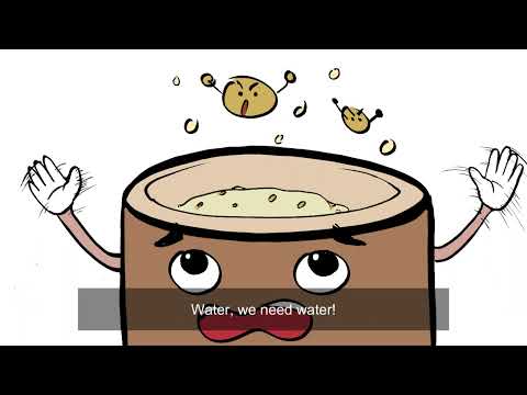 日本文化学科 おねえちゃんとむぎつき（The Sister and the Barley）