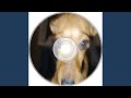 KARMA (The Tuff Dog)