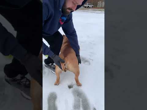 Relieving anal glands yuck!!! How to, what you should do after, saving money at home