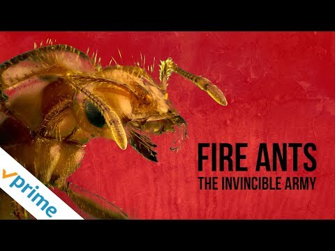 Fire Ants: The Invincible Army | Trailer | Available Now