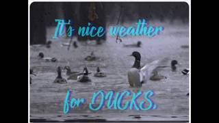 It’s nice weather for ducks