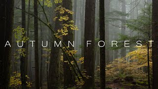 Autumn Forest - 4K Cinematic Forest Film