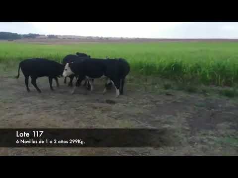 Lote 6 Novillos 1 a 2 años 5 negros y un pampa negra 299kg -  en RUTA 2 KM 149. 4 KM AL SUR