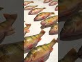 Video Thumbnail for Fishing And Catching Huge Perch
