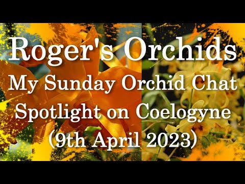 My Sunday Orchid Chat - Coelogyne