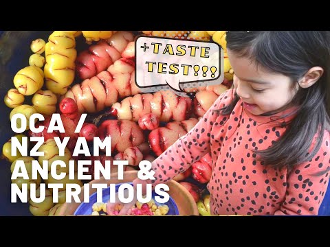 Oca / NZ Yam | Growing, Harvesting and Eating Guide | Everything you need to know + Taste test!
