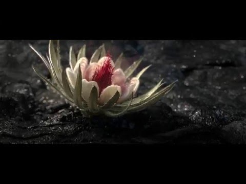 FLUID & PARTICLES REEL - DIGITAL DISTRICT