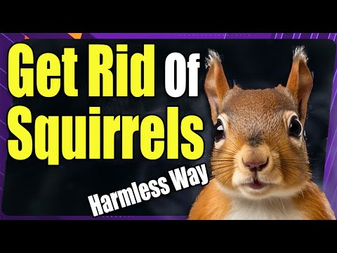 How to Keep Squirrels out Of Fruit Trees - IT WORKS!!