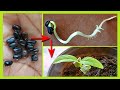 How To Easily Germinate Butterfly Pea Flower Seeds Grow Blued Pea Flowwers At Home