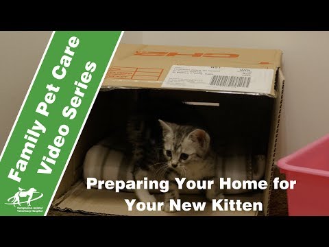 Preparing your home for a new kitten- Companion Animal Vets