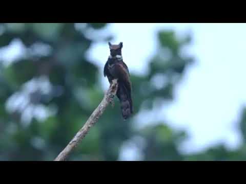 Riakmaw sava hram lai..