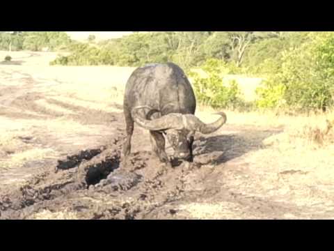 Lone buffalo Masai Mara, Kenya. www.atskenya.com
