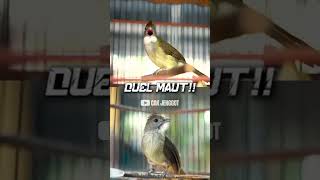 Download lagu DUET MAUT CUCAK JENGGOT VS KAPAS TEMBAK !!! mp3