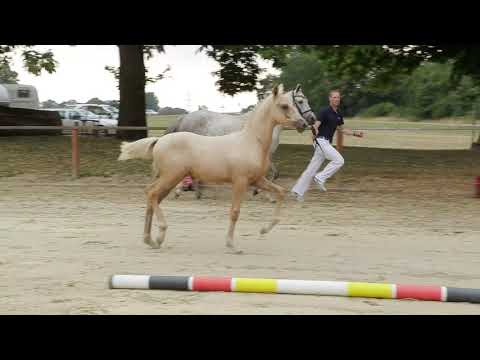 Auktionsfohlen Nr 26 SF v. Coer Noble – Pilatus