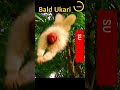 Bald Ukari S Happy Swing ハゲウカリのハッピースイング Viral Animal Shorts バイラル