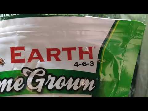 Kush 49 Days From Seed & Clones 36 Days In Flower!