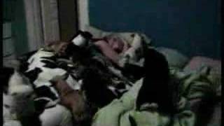 CRAZY BED TIME IN CHIHUAHUA LAND!!!