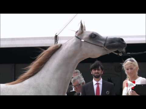 N.19 MOZN ALBIDAYER - Menton 2015 - Yearling Fillies 1 year old (Class 1B)