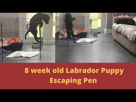 YouTube video about: How to stop rabbit from jumping out of pen?