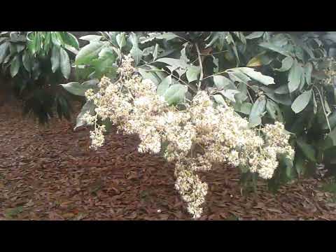 how to care litchi flower