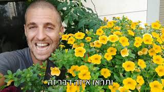 חגיגה של פריחות - פטוניות מפליות שפורחות בשיא הקיץ בלי הרבה שמש ישירה