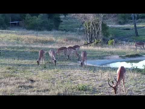 Djuma: Impalas drinking and around the pan and dam areas - 16:58 - 09/24/2022
