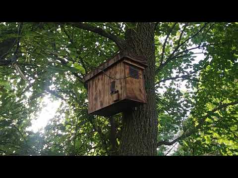 Swarm Trap Tour / Re-Baiting Bait Hives + Honeybee Swarm Trap Catch Success! 🐝 #Honeybees #Beekeeper