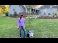 Planting a Gingko & Beginning Fall Tasks | Gardening with Creekside