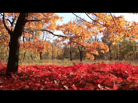 Relaxing Koshi Bells with Wind Chime Sounds - No Ads