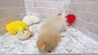 ハーフ犬の動画02