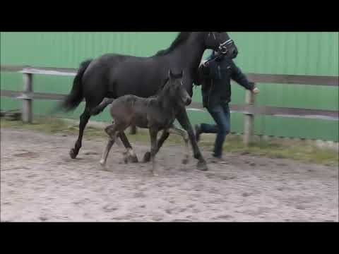 Hengstfohlen von Raven - Dancing World