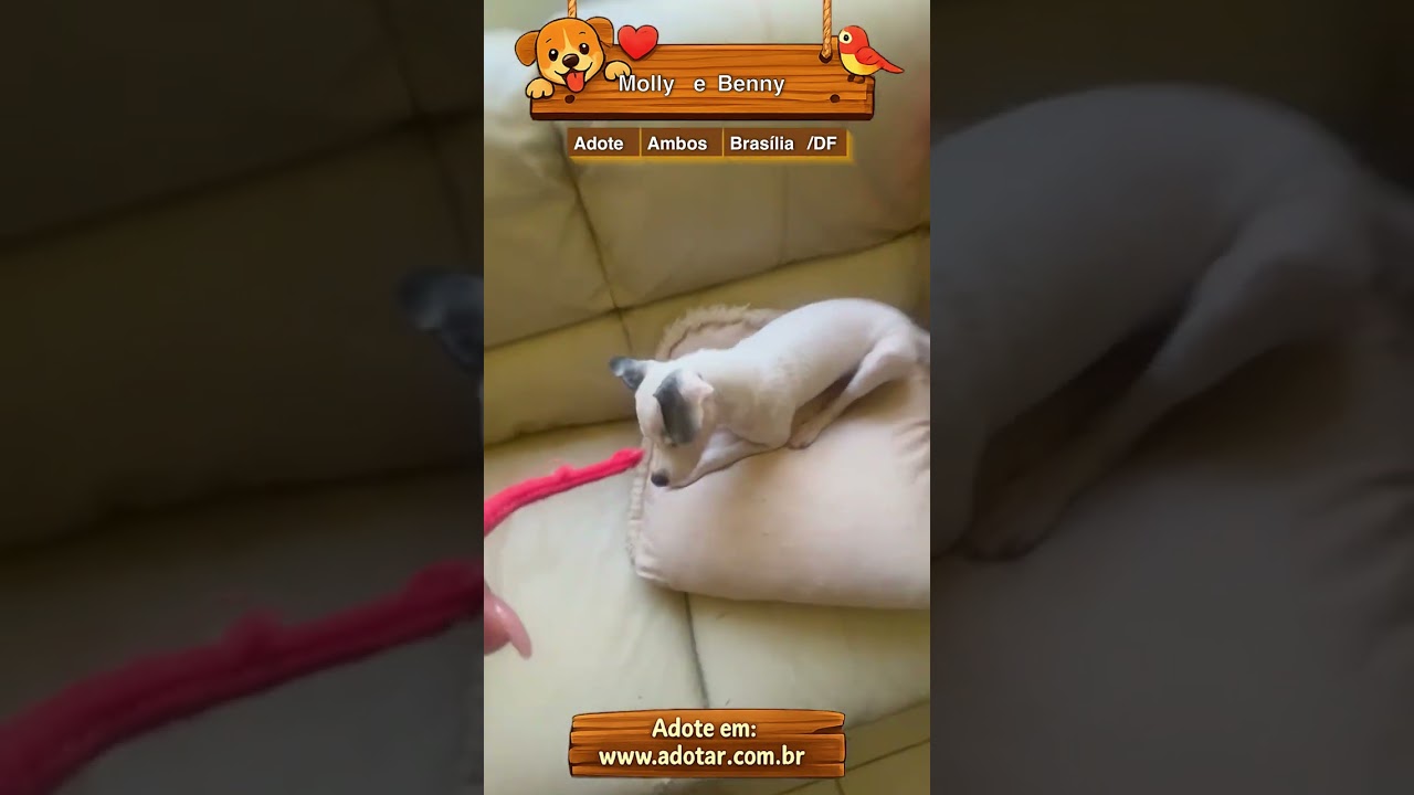 Cachorro raça SRD-ViraLata idade 2 a 6 meses nome Molly e Benny