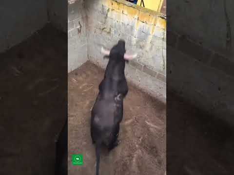 TORO BRAVO SALTA DEL CORRAL !!  #animals #cow #toro #torobravo #torosbravos #bull #toronegro