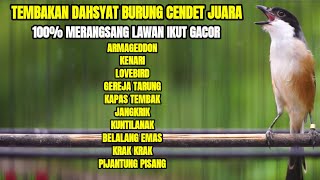 Download lagu MASTERAN BURUNG CENDET FULL TEMBAKAN MEWAH ISIAN KUNTILANAK LOVEBIRD KENARI ARMAGEDDON DLL mp3
