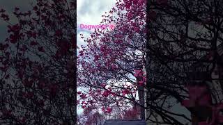 Beautiful Dogwood Bloom