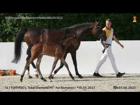 KN 14: Stutfohlen v. Total Diamond PS/For Romance I